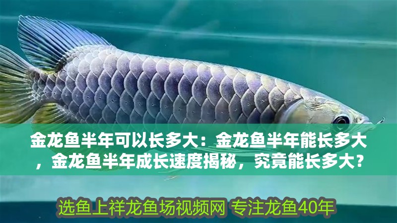金龍魚半年可以長多大：金龍魚半年能長多大，金龍魚半年成長速度揭秘，究竟能長多大？