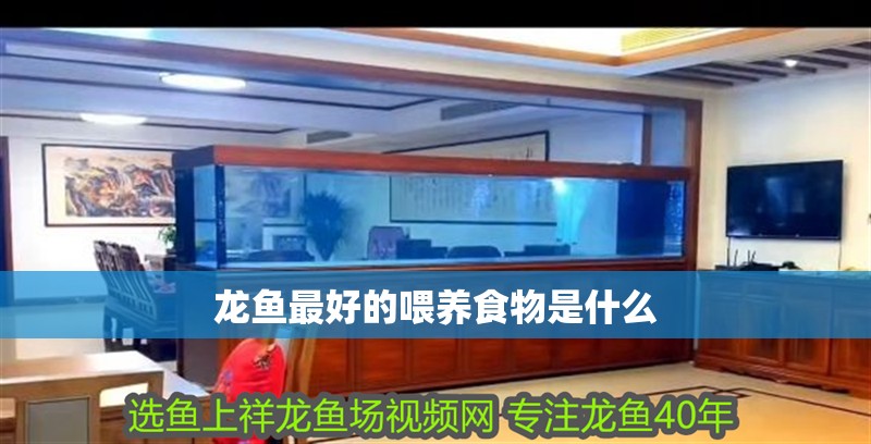 龍魚最好的喂養食物是什么