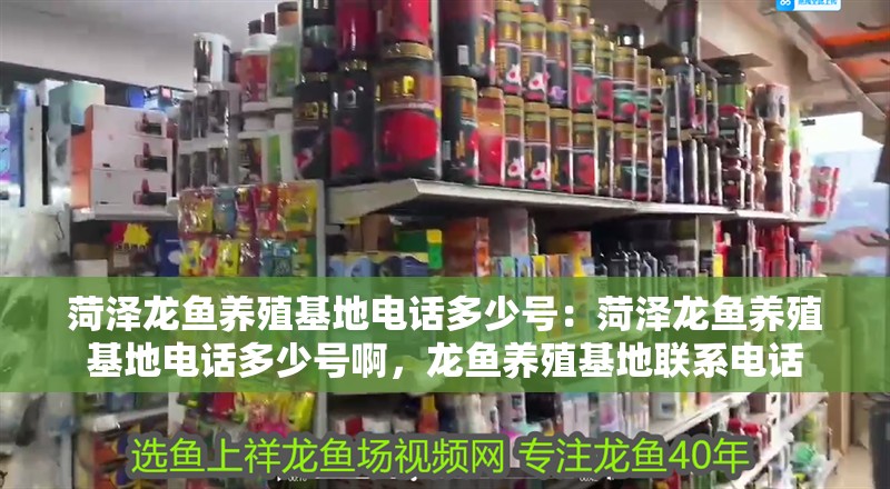 菏澤龍魚養殖基地電話多少號：菏澤龍魚養殖基地電話多少號啊，龍魚養殖基地聯系電話