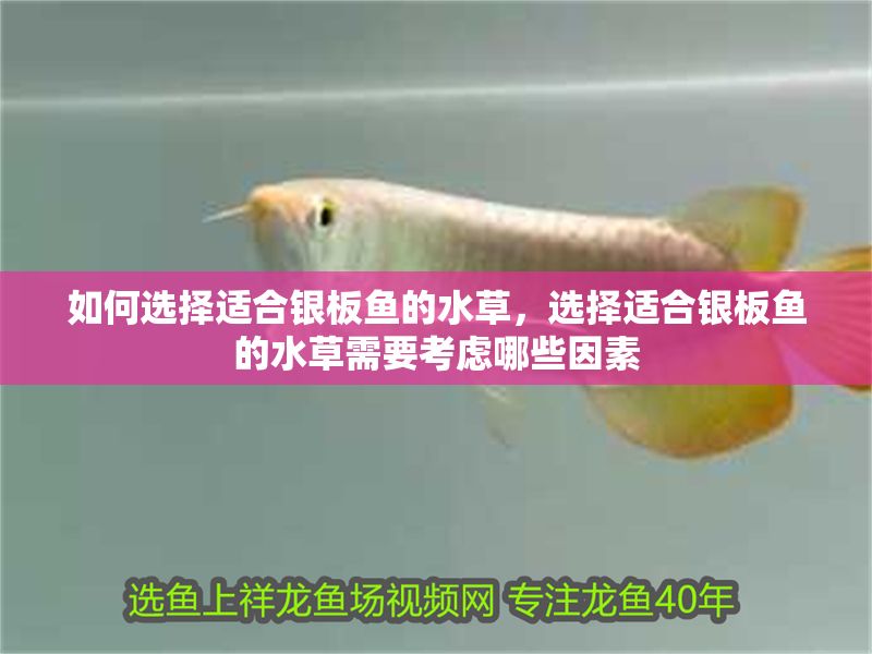 如何選擇適合銀板魚(yú)的水草，選擇適合銀板魚(yú)的水草需要考慮哪些因素