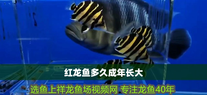 紅龍魚多久成年長大