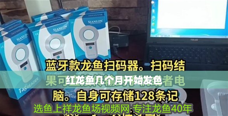 紅龍魚幾個月開始發色