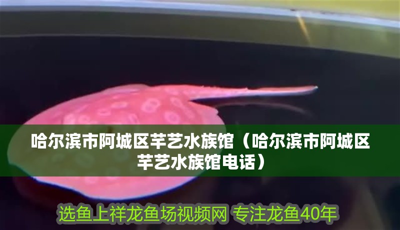 哈爾濱市阿城區芊藝水族館（哈爾濱市阿城區芊藝水族館電話）