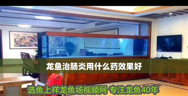 龍魚治腸炎用什么藥效果好
