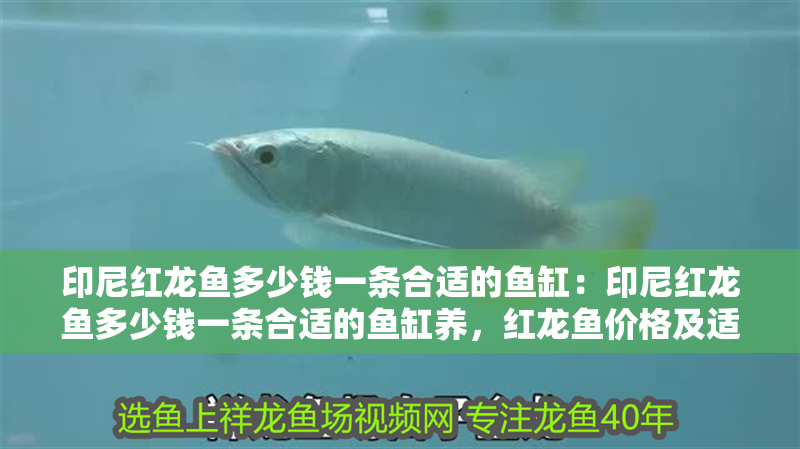 印尼紅龍魚多少錢一條合適的魚缸：印尼紅龍魚多少錢一條合適的魚缸養(yǎng)，紅龍魚價格及適配魚缸選購指南