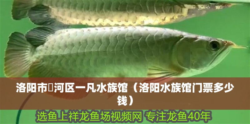 洛陽市瀍河區(qū)一凡水族館（洛陽水族館門票多少錢）