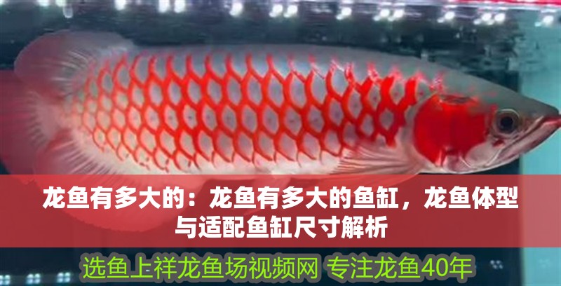 龍魚有多大的：龍魚有多大的魚缸，龍魚體型與適配魚缸尺寸解析