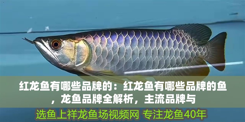 紅龍魚有哪些品牌的：紅龍魚有哪些品牌的魚，龍魚品牌全解析，主流品牌與