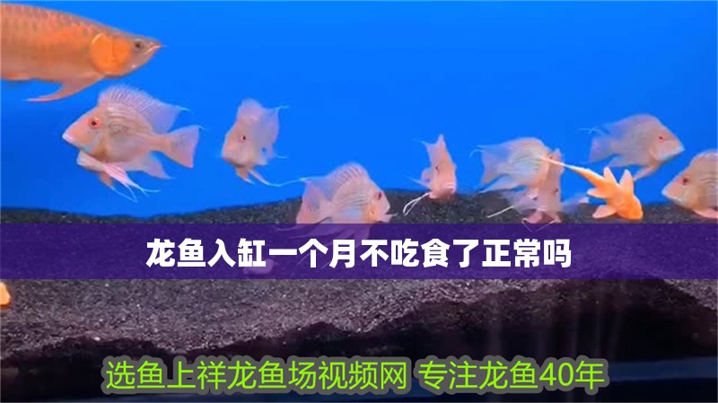 龍魚入缸一個月不吃食了正常嗎