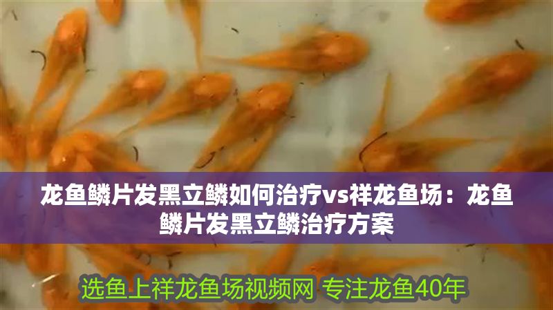 龍魚鱗片發(fā)黑立鱗如何治療vs祥龍魚場：龍魚鱗片發(fā)黑立鱗治療方案