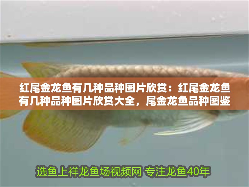 紅尾金龍魚有幾種品種圖片欣賞：紅尾金龍魚有幾種品種圖片欣賞大全，尾金龍魚品種圖鑒大全，高清美圖全覽
