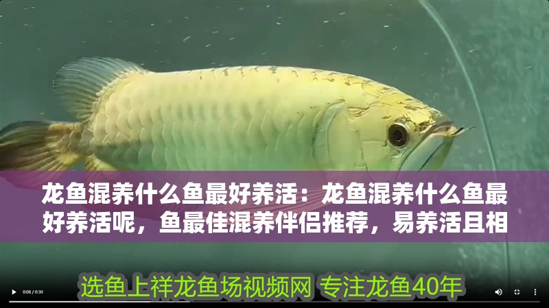 龍魚混養什么魚最好養活：龍魚混養什么魚最好養活呢，魚最佳混養伴侶推薦，易養活且相容性高的 龍魚混養什么魚最好養活：龍魚混養什么魚最好養活呢，魚最佳混養伴侶推薦，易養活且相容性高的 水族問答