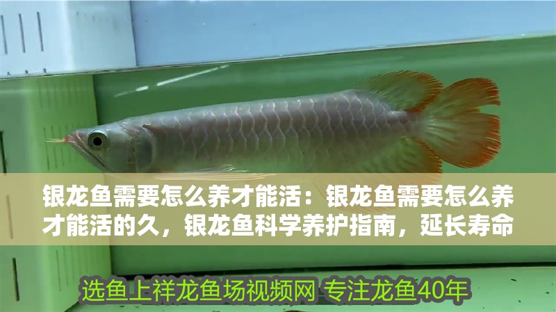銀龍魚需要怎么養(yǎng)才能活：銀龍魚需要怎么養(yǎng)才能活的久，銀龍魚科學養(yǎng)護指南，延長壽命