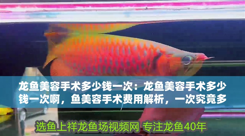 龍魚美容手術(shù)多少錢一次：龍魚美容手術(shù)多少錢一次啊，魚美容手術(shù)費(fèi)用解析，一次究竟多少錢
