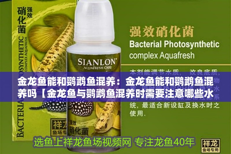 金龍魚能和鸚鵡魚混養：金龍魚能和鸚鵡魚混養嗎【金龍魚與鸚鵡魚混養時需要注意哪些水質參數】