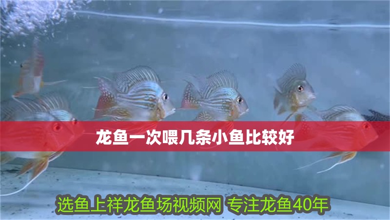 龍魚一次喂幾條小魚比較好