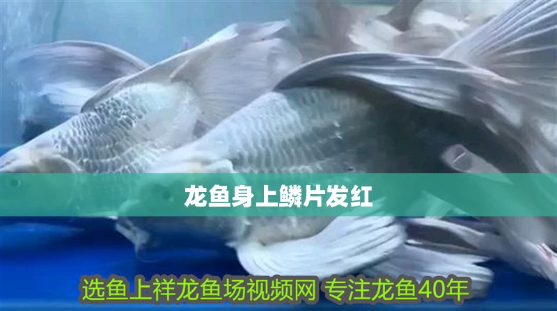 龍魚身上鱗片發(fā)紅 龍魚身上鱗片發(fā)紅 龍魚百科 第3張