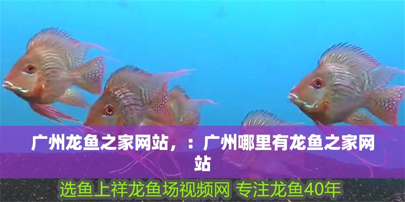 廣州龍魚之家網站，：廣州哪里有龍魚之家網站