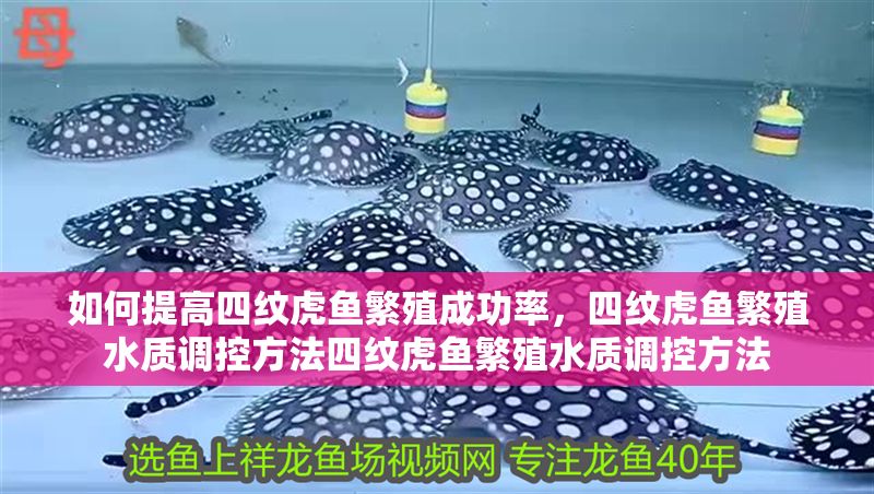 如何提高四紋虎魚繁殖成功率，四紋虎魚繁殖水質(zhì)調(diào)控方法四紋虎魚繁殖水質(zhì)調(diào)控方法