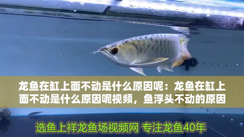 龍魚在缸上面不動是什么原因呢：龍魚在缸上面不動是什么原因呢視頻，魚浮頭不動的原因解析與應對方法