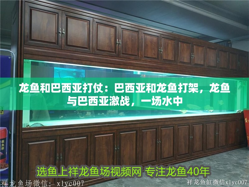 龍魚和巴西亞打仗：巴西亞和龍魚打架，龍魚與巴西亞激戰，一場水中