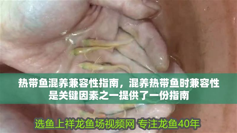 熱帶魚混養兼容性指南，混養熱帶魚時兼容性是關鍵因素之一提供了一份指南
