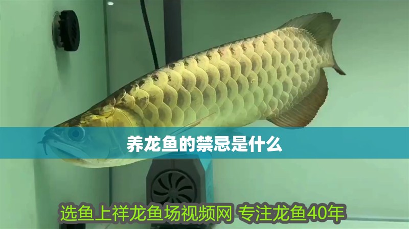 養龍魚的禁忌是什么 龍魚百科 第4張 養龍魚的禁忌是什么 養龍魚的禁忌是什么 龍魚百科 第4張