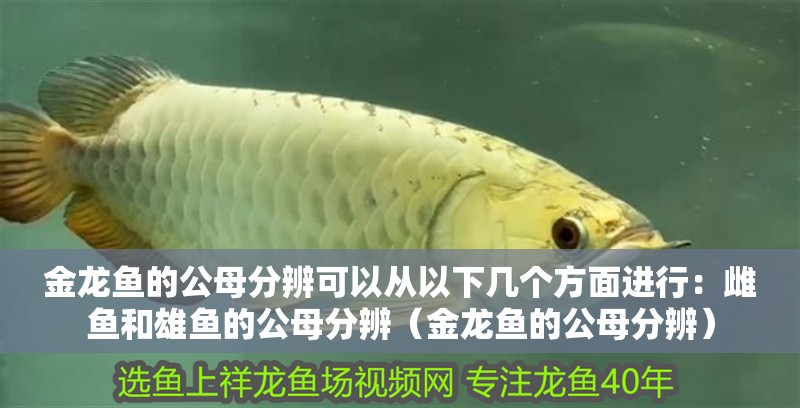 金龍魚的公母分辨可以從以下幾個(gè)方面進(jìn)行：雌魚和雄魚的公母分辨（金龍魚的公母分辨）