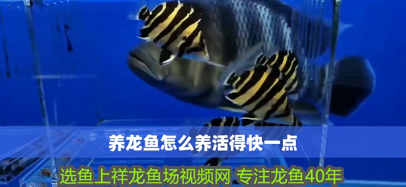 養龍魚怎么養活得快一點