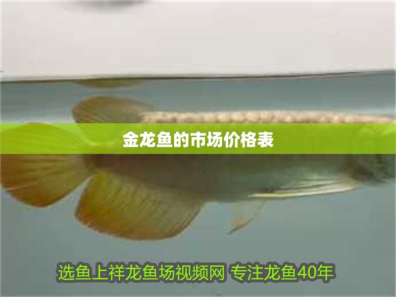 金龍魚的市場價格表