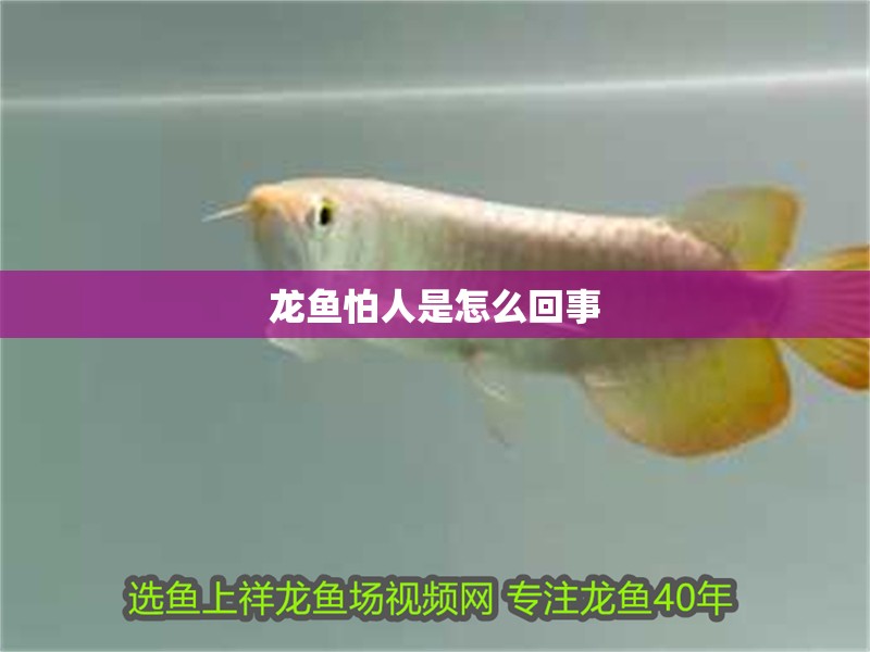 龍魚怕人是怎么回事