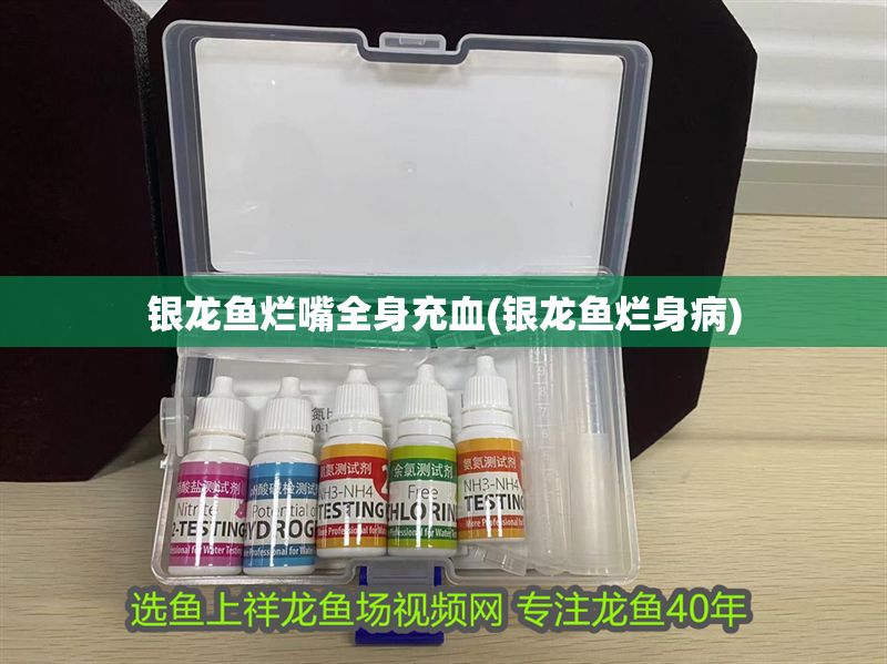 銀龍魚爛嘴全身充血(銀龍魚爛身病)
