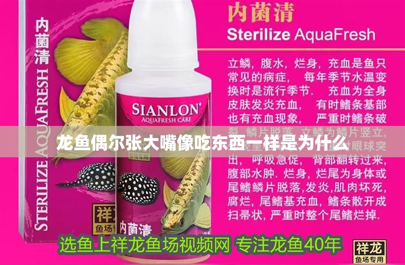 龍魚偶爾張大嘴像吃東西一樣是為什么