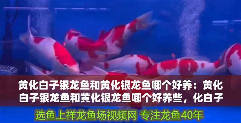 黃化白子銀龍魚和黃化銀龍魚哪個好養：黃化白子銀龍魚和黃化銀龍魚哪個好養些，化白子銀龍魚與黃化銀龍魚養護難度