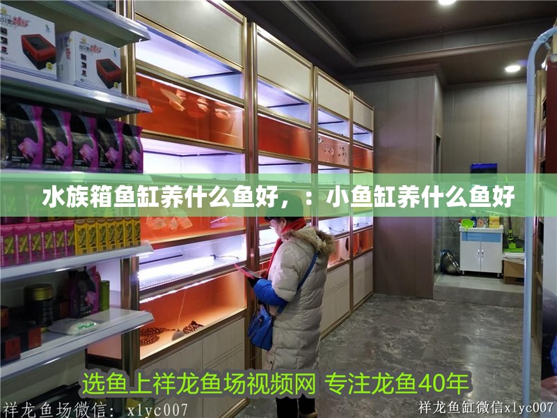 水族箱魚缸養什么魚好，：小魚缸養什么魚好