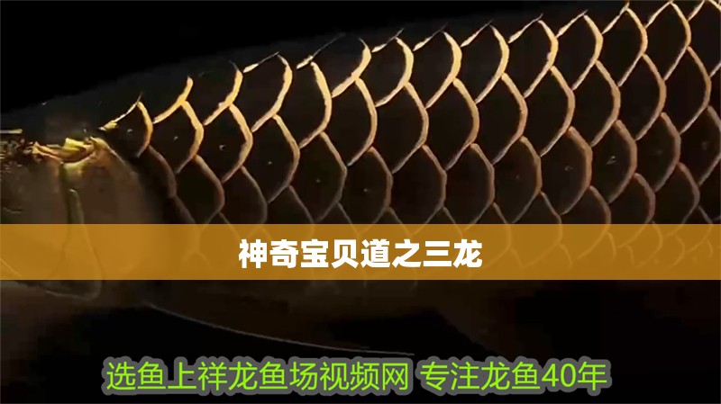 神奇寶貝道之三龍