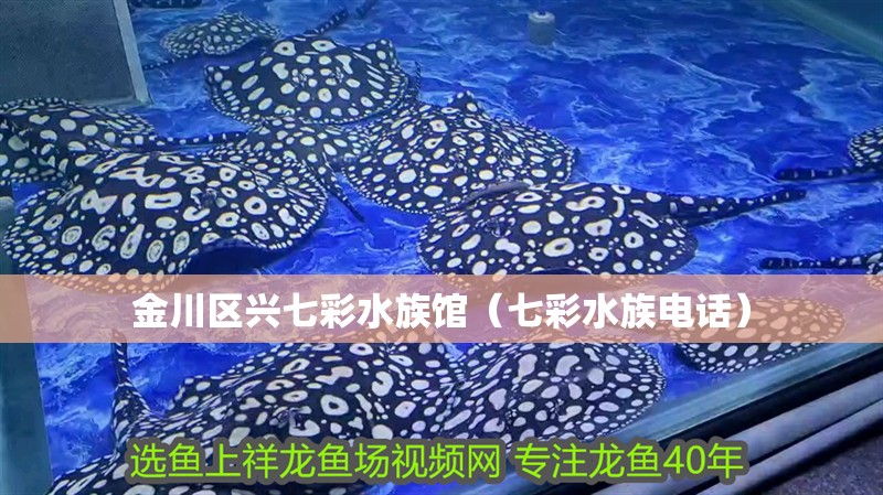 金川區(qū)興七彩水族館（七彩水族電話）
