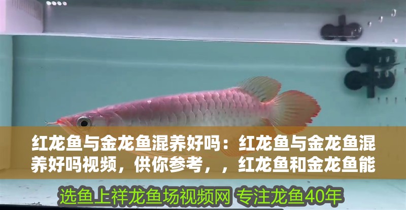 紅龍魚與金龍魚混養好嗎：紅龍魚與金龍魚混養好嗎視頻，供你參考，，紅龍魚和金龍魚能否混養？視頻全
