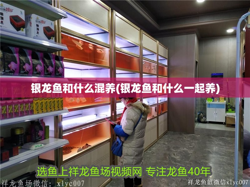 銀龍魚(yú)和什么混養(yǎng)(銀龍魚(yú)和什么一起養(yǎng))