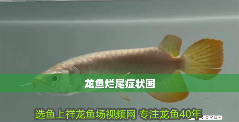 龍魚爛尾癥狀圖