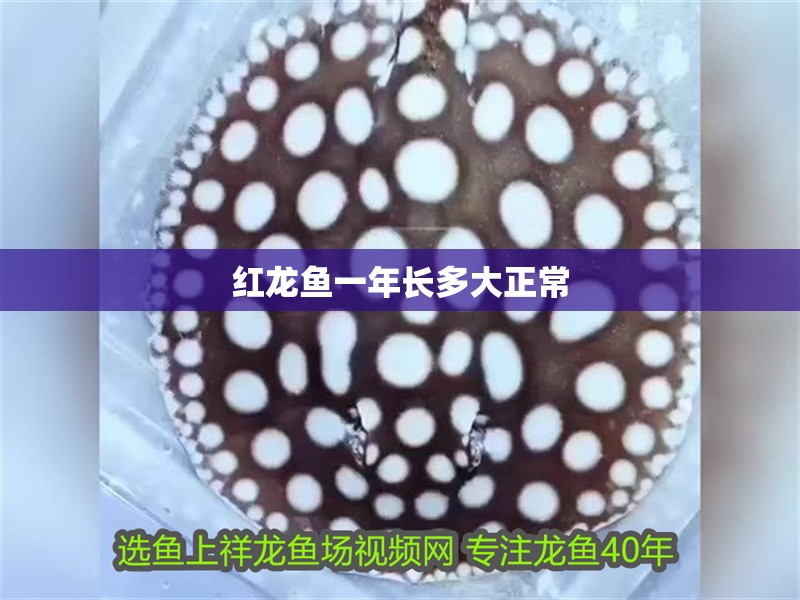 紅龍魚一年長多大正常