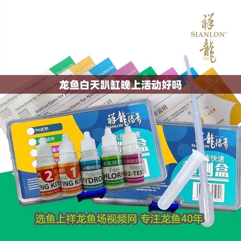 龍魚白天趴缸晚上活動好嗎