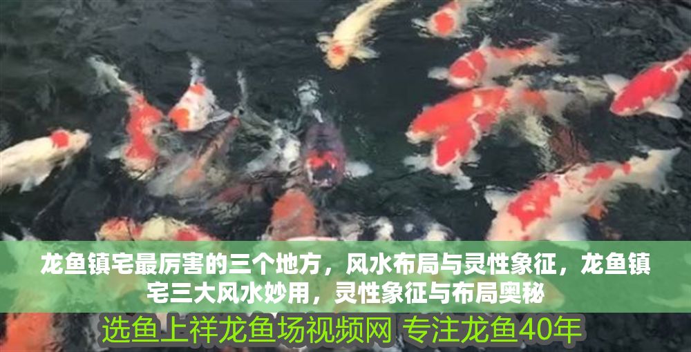 龍魚鎮宅最厲害的三個地方，風水布局與靈性象征，龍魚鎮宅三大風水妙用，靈性象征與布局奧秘