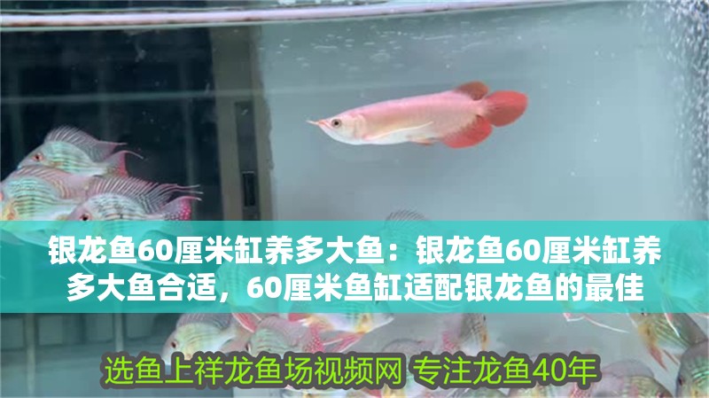銀龍魚60厘米缸養多大魚：銀龍魚60厘米缸養多大魚合適，60厘米魚缸適配銀龍魚的最佳