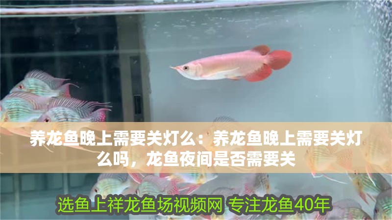 養龍魚晚上需要關燈么：養龍魚晚上需要關燈么嗎，龍魚夜間是否需要關