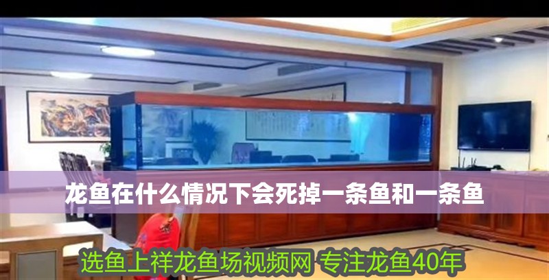 龍魚在什么情況下會死掉一條魚和一條魚