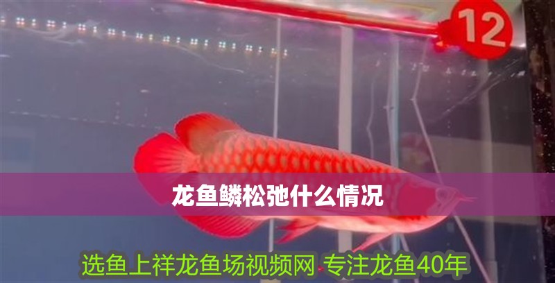 龍魚鱗松弛什么情況