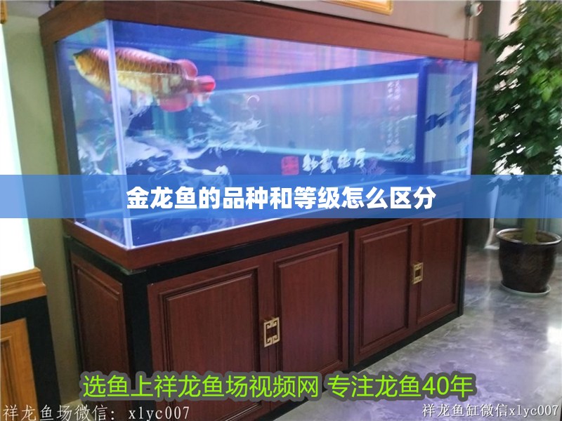 金龍魚的品種和等級怎么區分