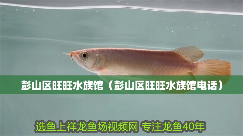 彭山區(qū)旺旺水族館（彭山區(qū)旺旺水族館電話）