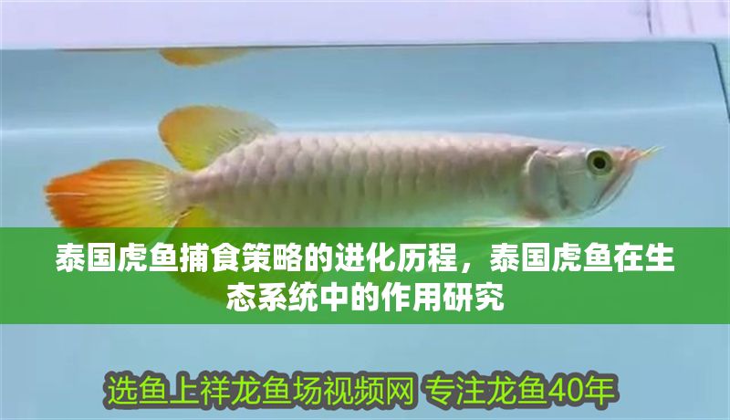 泰國虎魚捕食策略的進化歷程，泰國虎魚在生態(tài)系統(tǒng)中的作用研究